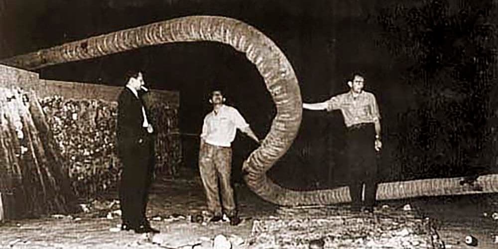 A queda do Gogó da Ema