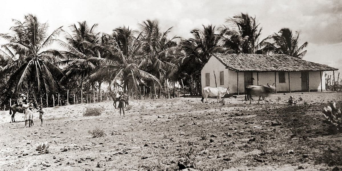 Piaçabuçu, a grande palmeira do Rio São Francisco