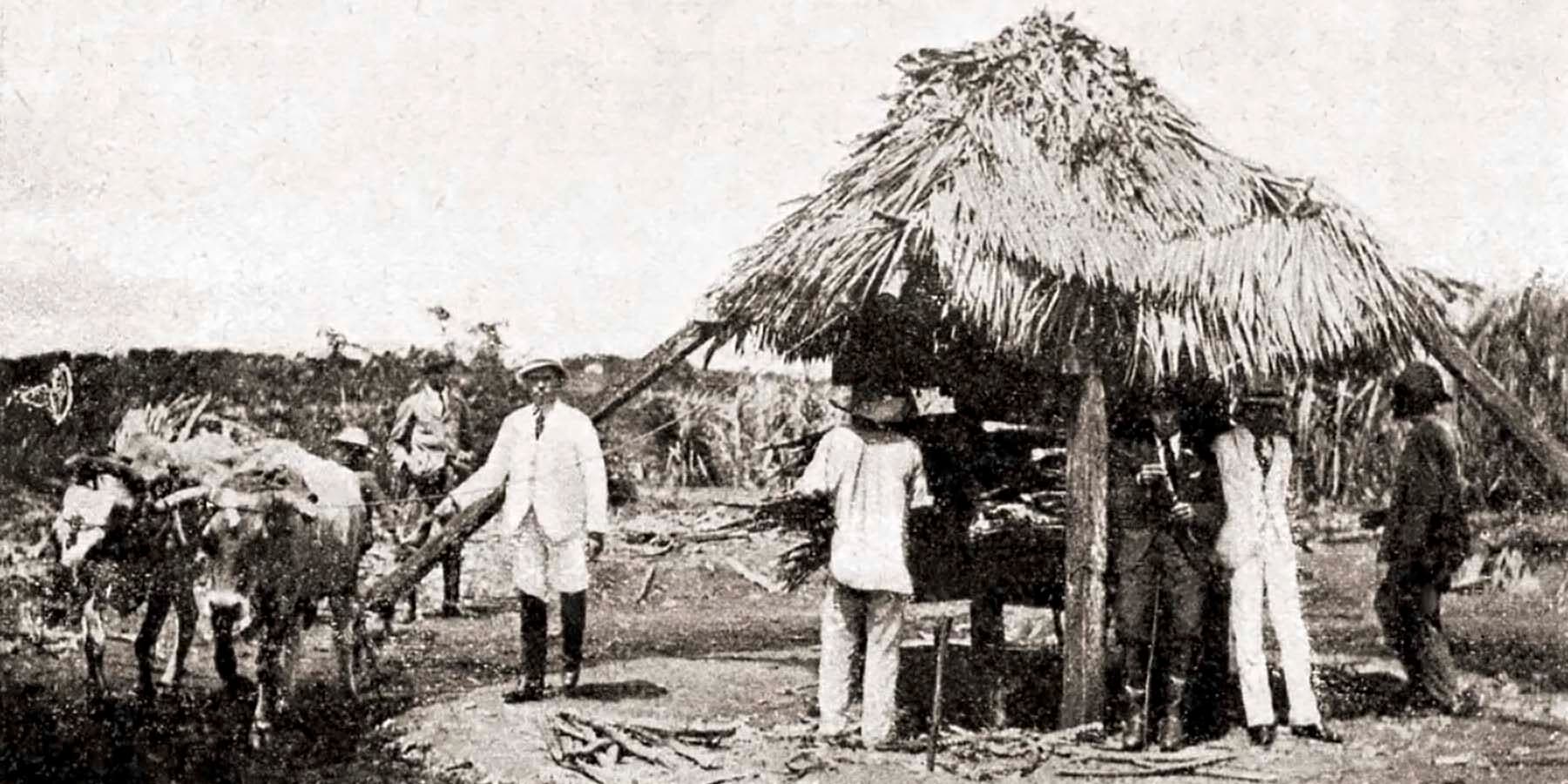 O meio geográfico do açúcar em Alagoas